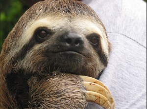Here is a sloth who looks friendly but wait LOOK AT THOSE CLAWS!! 