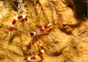 Cleaner Shrimp Richard Ling