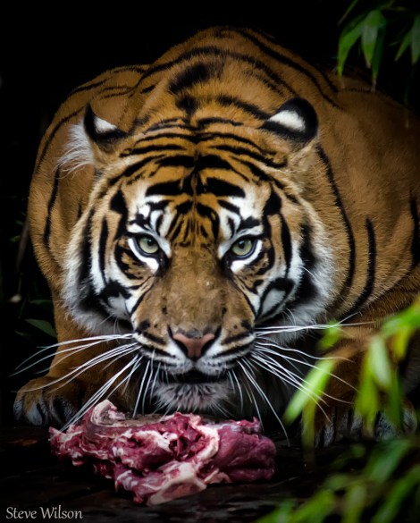 9786529735_a2ffa9cf50_o