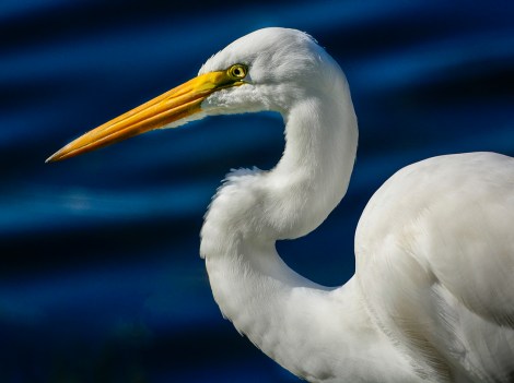 10522247883_8e47b7bd22_o