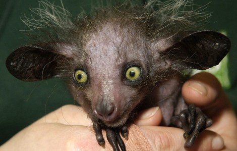 aye-aye